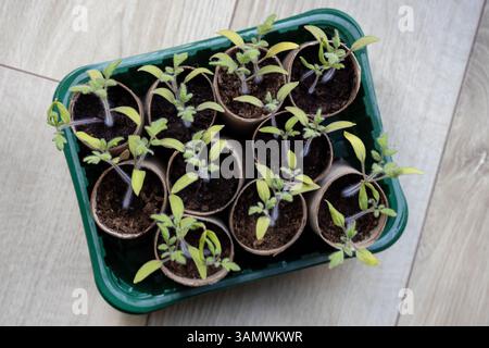 Piantine di pomodoro in pentole di carta su pavimento in legno Foto Stock