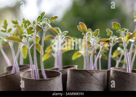 Piantine di pomodoro in vasi di carta riciclata su sfondo verde Foto Stock