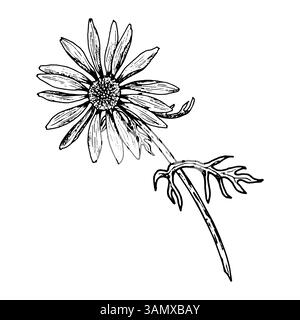 Illustrazione botanica disegnata a mano di un fiore selvatico con delicati petali e gambo sottile. Perfetto per il confezionamento di tè, cosmetici a base di erbe, vacanze primaverili Illustrazione Vettoriale