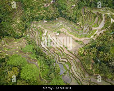 Vista aerea della splendida terrazza di riso di Tegallalang, Tegallalang, Bali, Indonesia. Foto Stock