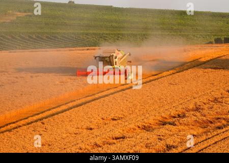 Impressionen: Maehdraescher, Gereideernte (nur fuer redaktionelle Verwendung. Keine Werbung. Referenzdatenbank: http://www.360-berlin.de. © Jens Knapp Foto Stock