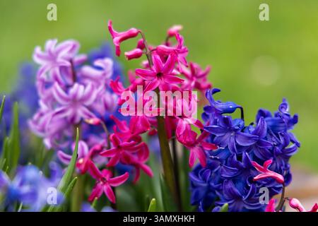 Fiore di Giacinto Cultivar fiorito in giardino Foto Stock