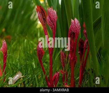 I germogli di piante rosso brillante emergono vividamente tra erba verde e foglie, simboleggiando una nuova crescita. Foto Stock