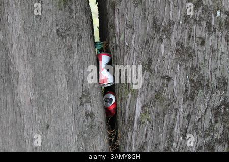 Immagine di lattine di birra in un albero, che mostra l'impatto dell'uomo in natura Foto Stock