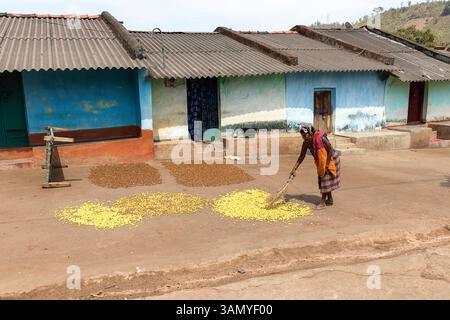 Piccolo villaggio colorato tradizionale in una parte remota di Orissa in India, donna che asciuga frutta al sole sul pavimento di una strada Foto Stock