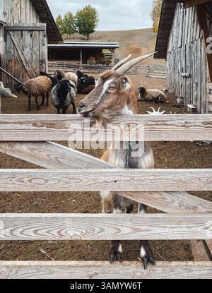 Capre dell'azienda agricola, una capra bruna con corna che attacca la testa sopra una recinzione di legno. Due fienili di legno sullo sfondo. Allevamento di capre in campagna collinare. Foto Stock