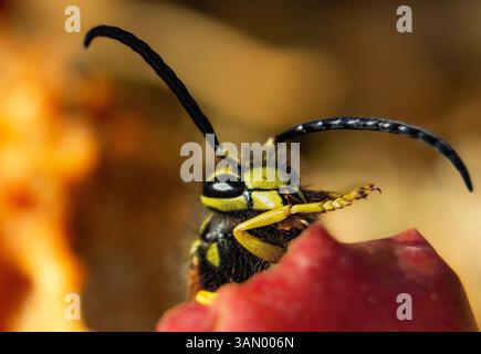 Foto macro di una vespa che mangia frutta Foto Stock