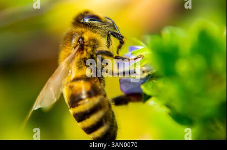Foto macro di un Honeybee che raccoglie Nectar da un fiore Foto Stock