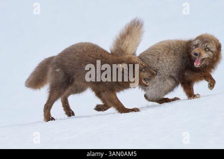 Maschio blu morph volpi artiche (Vulpes lagopus) in cappotto invernale. Riserva naturale di Hornstrandir, Islanda. Marzo. Combattimenti territoriali. Foto Stock