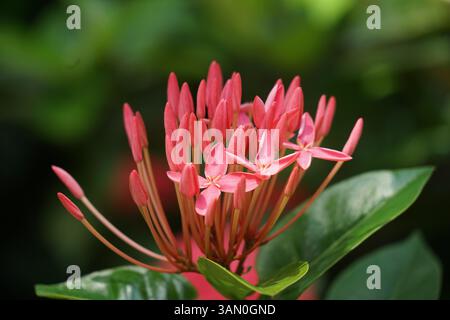 Uno scatto ravvicinato di vivaci fiori rosa con foglie verdi in un giardino soleggiato, con petali delicati e fiori freschi. Foto Stock