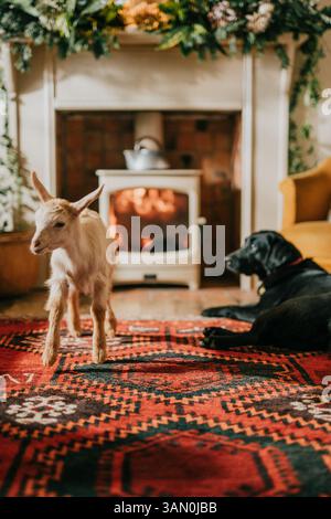 Una capra sta in piedi accanto a un cane in un salotto. Il cane si sta sdraiando per terra Foto Stock