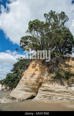 Gli alberi di Pohutukawa (Metrosideros excelsa) si aggrappano su una piccola scogliera di Hatfields Beach (Ōtānerua), nell'area di Auckland, nuova Zelanda Foto Stock