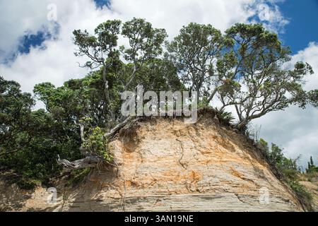 Gli alberi di Pohutukawa (Metrosideros excelsa) si aggrappano a una scogliera sedimentaria su Hatfields Beach (Ōtānerua), nell'area di Auckland, nuova Zelanda Foto Stock