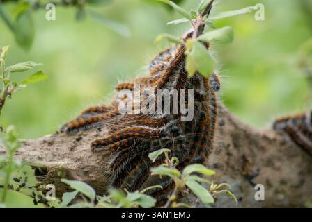 Primo piano dei caterpillars sul ramo forestale Foto Stock
