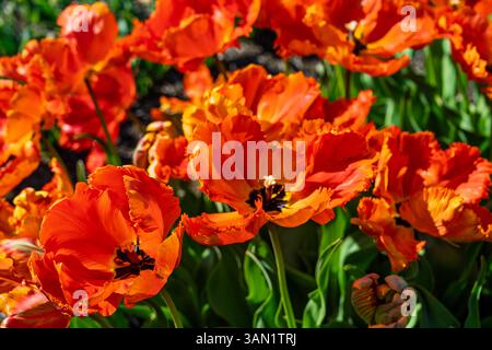 Tulipa rosso arancio "Flower Power", tulipani di parror che crescono nel Cottage Garden Trials Ground a RHS Garden Wisley, Surrey, Inghilterra sud-orientale in primavera Foto Stock