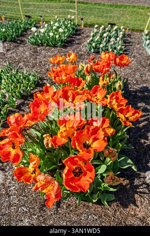 Tulipa rosso arancio "Flower Power", tulipani di parror che crescono nel Cottage Garden Trials Ground a RHS Garden Wisley, Surrey, Inghilterra sud-orientale in primavera Foto Stock