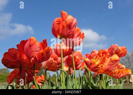 Pappagallo Tulip, tulipa «Flower Power» in fiore, di colore rosso brillante e arancio. Foto Stock