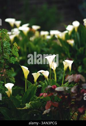 Glorioso Giglio Gigante bianco Calla fiori nel giardino. Splendido sfondo naturale. Foto Stock