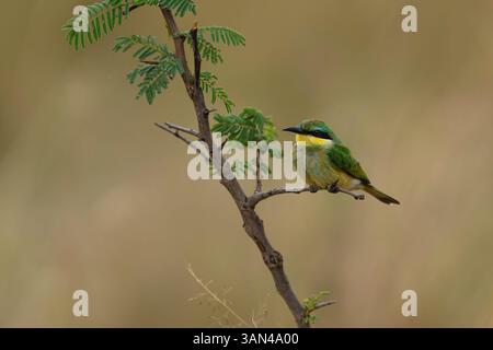 Piccolo mangiapapi arroccato su un ramo, Masai Mara, Kenya Foto Stock