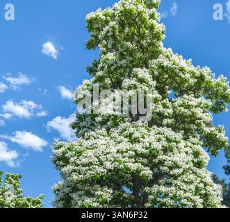 Un albero Catalpa in fiore pieno di fiori bianchi contro un bel cielo blu in primavera. Foto Stock
