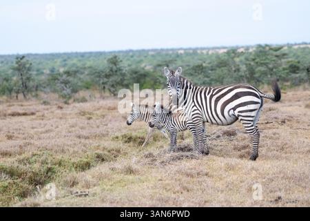 Zebra comune o pianeggiante (Equus quagga), mare e due puledri Foto Stock