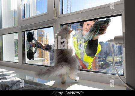Curious Cat Watches Window Cleaner Outside the Glass Una scena stravagante della vita di tutti i giorni con divertenti buffonate in un ambiente urbano moderno Foto Stock