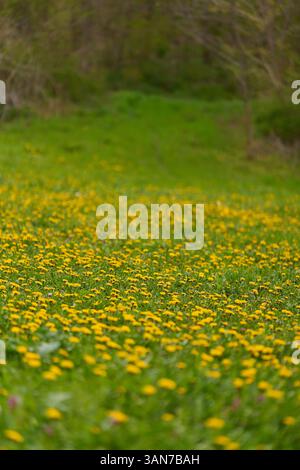 I leoncini gialli in fiore si diffondono su un prato primaverile con lussureggiante erba verde e luce soffusa Foto Stock