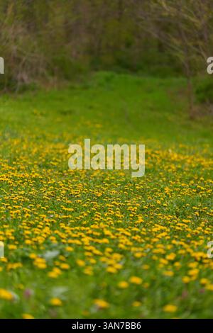 I leoncini gialli in fiore si diffondono su un prato primaverile con lussureggiante erba verde e luce soffusa Foto Stock
