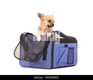 Simpatico cane chihuahua nel portamozzo su sfondo bianco Foto Stock