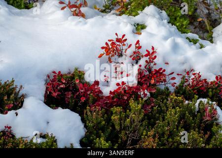 Un piccolo cespuglio ricoperto di neve e fiori rossi Foto Stock