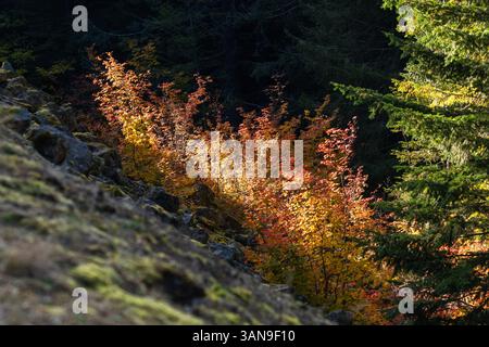 Una collina coperta di alberi con foglie arancioni e gialle Foto Stock