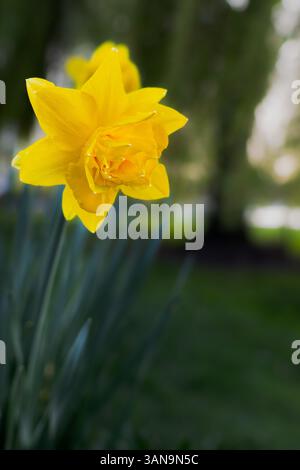 Seattle WA USA - 7 aprile 2025: Daffodil in primavera pomeriggio Foto Stock