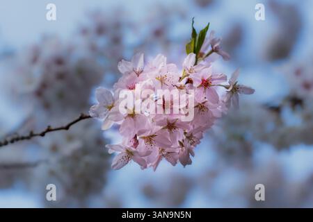 Seattle WA USA - 7 aprile 2025: Campus UW di notte con Cherry Blossom Foto Stock