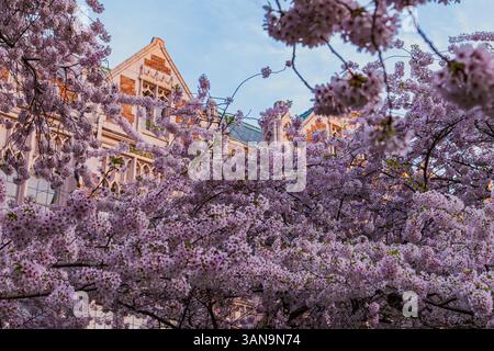 Seattle WA USA - 7 aprile 2025: Campus UW con Cherry Blossom al Sunsest Foto Stock