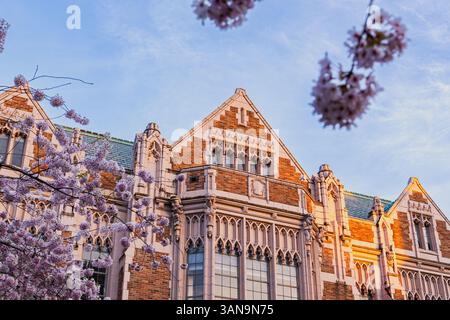 Seattle WA USA - 7 aprile 2025: Campus UW con Cherry Blossom al Sunsest Foto Stock