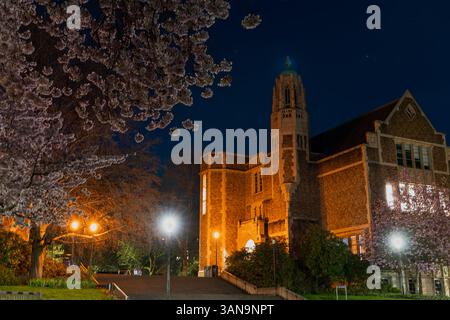 Seattle WA USA - 7 aprile 2025: Night Cherry Blossom all'UW Quad Foto Stock