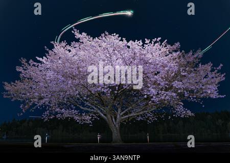 Seattle WA USA - 7 aprile 2025: Campus UW di notte con Cherry Blossom Foto Stock