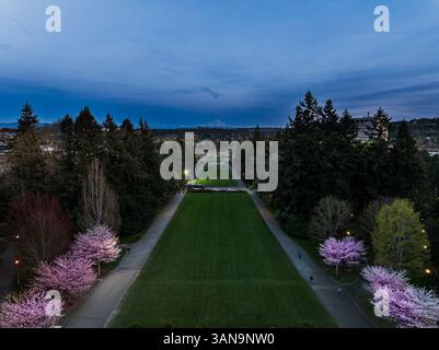 Seattle WA USA - 7 aprile 2025: UW Cherry Blossom con Mount Rainier Foto Stock
