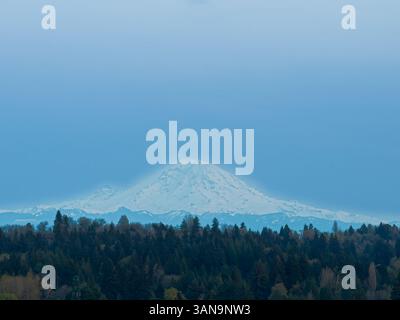 Seattle WA USA - 7 aprile 2025: UW Cherry Blossom con Mount Rainier Foto Stock
