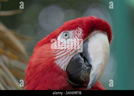 Un pappagallo rosso completamente cresciuto che guarda a destra Foto Stock