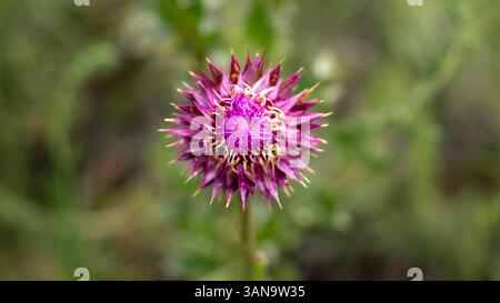 Un fiorissimo cardo viola che inizia a fiorire, con petali riccioli che emergono da un germoglio sferico, adagiati su uno sfondo verde leggermente sfocato. Foto Stock