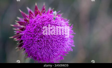 Un vivace fiore di cardo viola in fiore con un piccolo insetto verde arroccato sulla cima, adagiato su uno sfondo naturale leggermente sfocato. Foto Stock