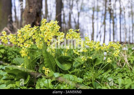 La ruvida comune (Primula veris) in fiore, nel Laskaer Auenwald, Ralbitz-Rosenthal, Sassonia, Germania, Europa Foto Stock