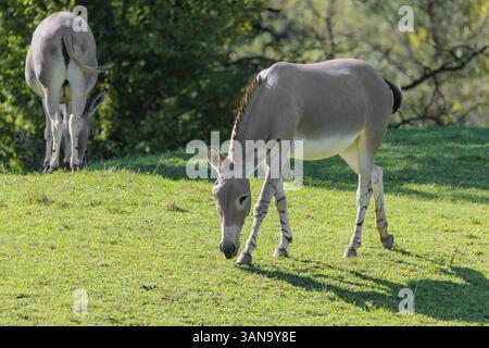 Due asine selvatiche somale, Equus africanus somaliensis, che pascolano su un prato verde Foto Stock