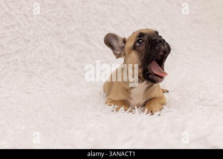 Un cucciolo di bulldog francese sbadiglia, di 2 mesi Foto Stock