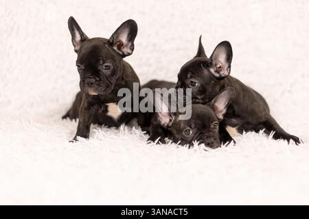 Tre cuccioli di razza Bulldog francese, età 2 mesi Foto Stock