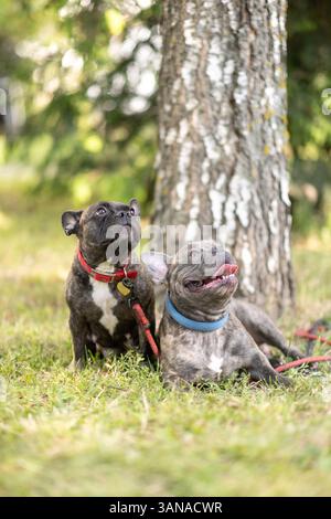 Due Bulldog francesi adulti sono seduti sull'erba Foto Stock