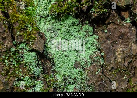 Il lichene della corteccia degli alberi è una simbiosi di un'alga o cianobatteria che vive tra filamenti di più specie di funghi. Il punto di muffa fungina vive su legno marcio dentro Foto Stock