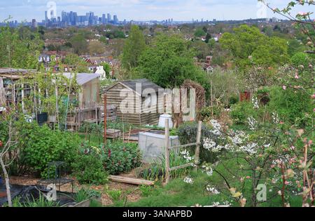 Rosendale allotments a Tulse Hill, Londra, Regno Unito. Un'enorme area di 18 acri con vista su Londra. Fa parte della Dulwich Estate. Canary Wharf all'orizzonte. Foto Stock