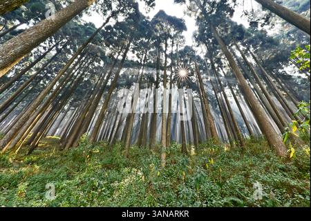 Il sole che sbircia dalla pineta. Foto Stock